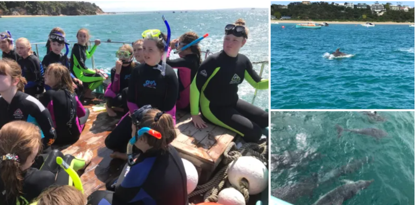 Swimming with Dolphins